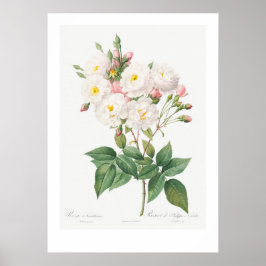 VINTAGE BOTANICAL PINK ROSE ILLUSTRATION POSTER