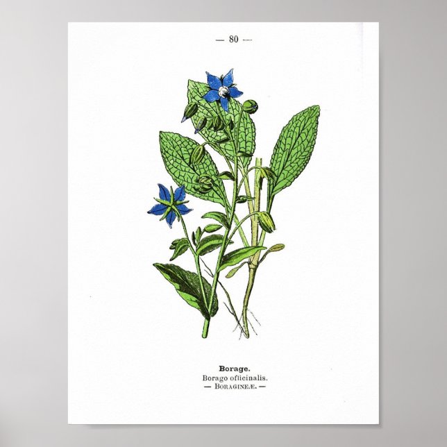 Vintage Botanical Poster - Borage (Frente)