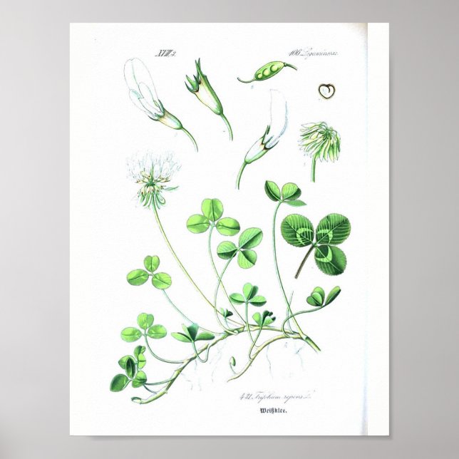 Vintage Botanical Poster - Clover (Frente)