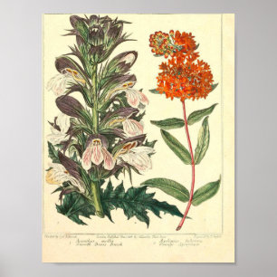 Vintage Botanical Poster - Flor Selvagem
