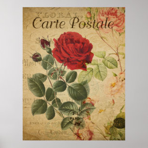 Vintage Botanical Poster - French Postcard Rose