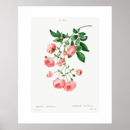 VINTAGE BOTANICAL RAMBLER ROSA POSTER