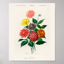 Vintage Botanical Red Dahlia Poster