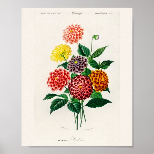 Vintage Botanical Red Dahlia Poster (Frente)