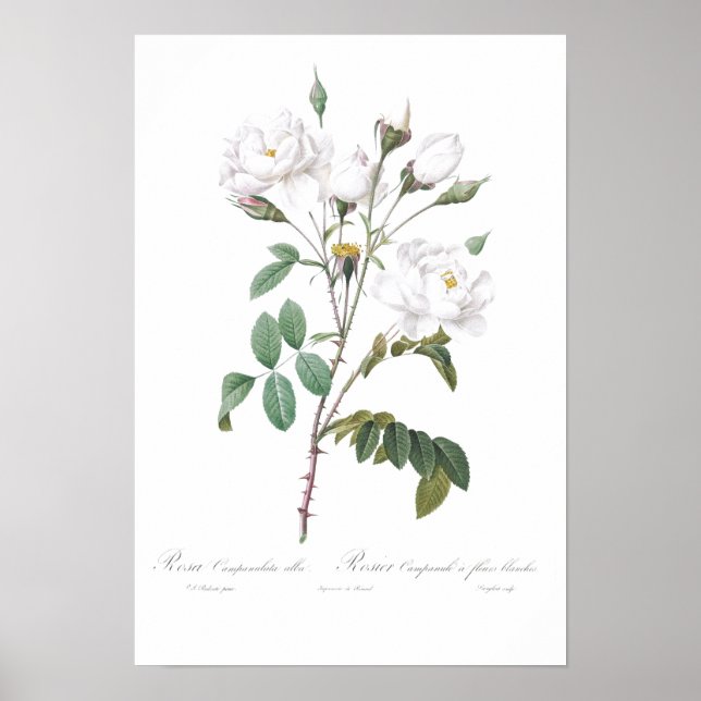 VINTAGE BOTANICAL WHITE ROSE ILLUSTRATION POSTER (Frente)