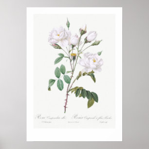 VINTAGE BOTANICAL WHITE ROSE ILLUSTRATION POSTER