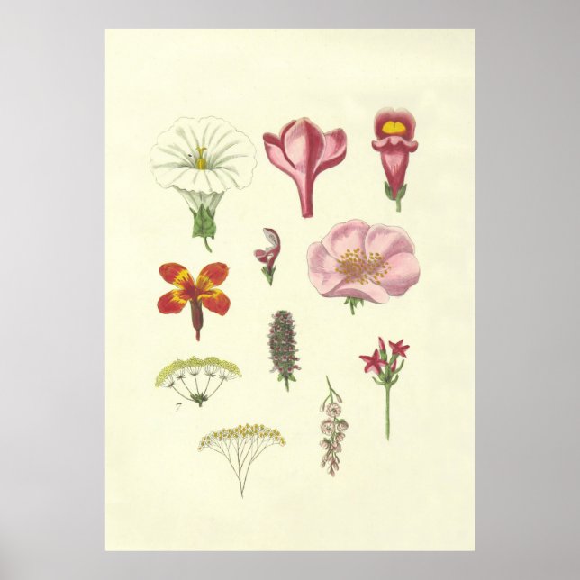 Vintage British Floral Poster (Frente)