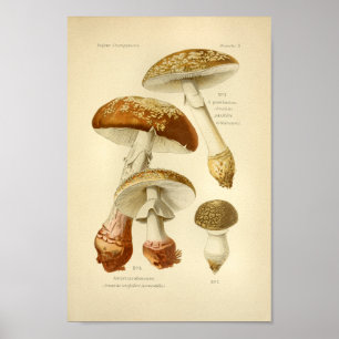 Vintage Brown Mushroom Art Impressão francês