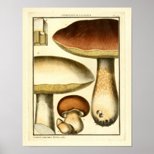 Vintage Brown Mushroom French Art Impressão