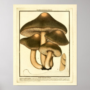 Vintage Brown Mushroom French Art Impressão