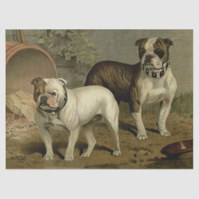Vintage Bulldog - Papel Tecidual (Frente )