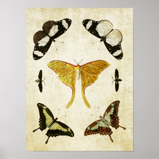 Vintage Butterfly Impressão 002 (Frente)