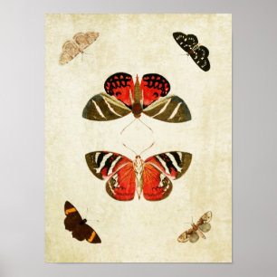 Vintage Butterfly Impressão 018