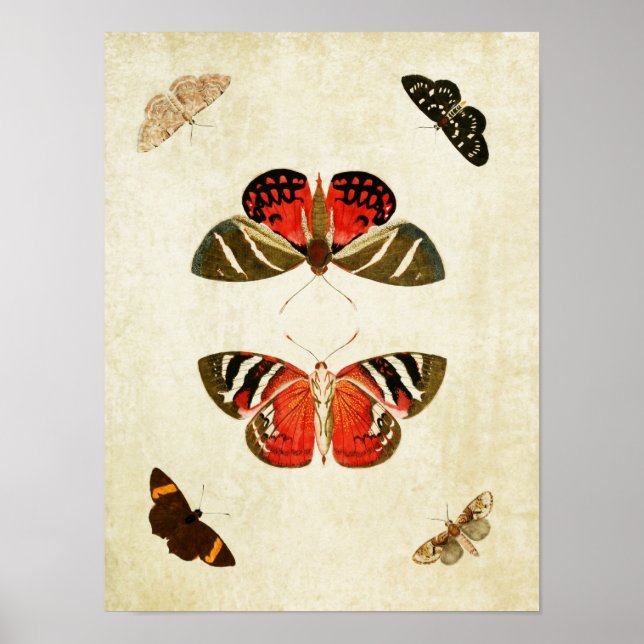Vintage Butterfly Impressão 018 (Frente)