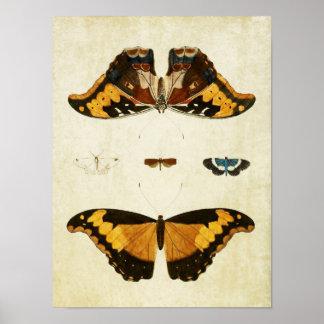 Vintage Butterfly Impressão 056
