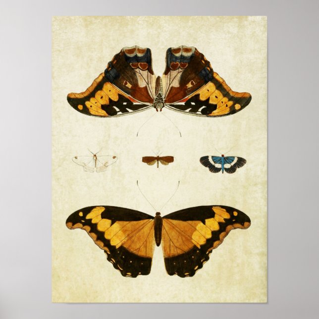 Vintage Butterfly Impressão 056 (Frente)