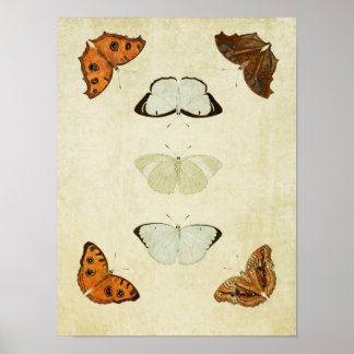 Vintage Butterfly Impressão 058