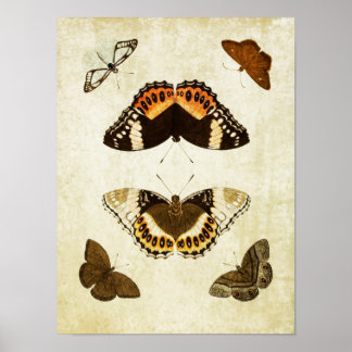 Vintage Butterfly Impressão 060