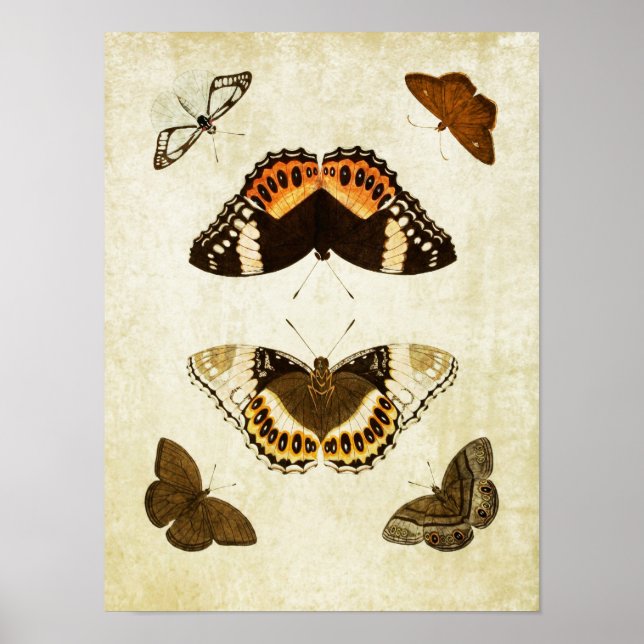 Vintage Butterfly Impressão 060 (Frente)
