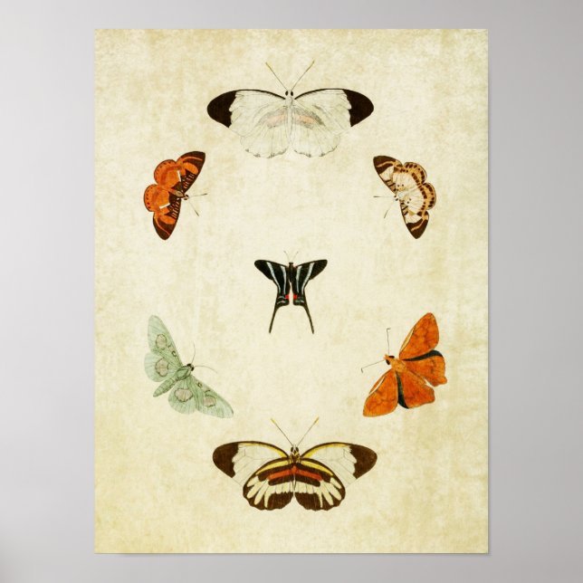 Vintage Butterfly Impressão 063 (Frente)