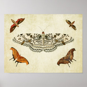 Vintage Butterfly Impressão 087