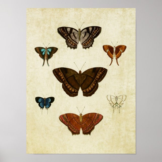 Vintage Butterfly Impressão 096 (Frente)