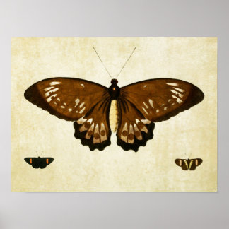 Vintage Butterfly Impressão 123