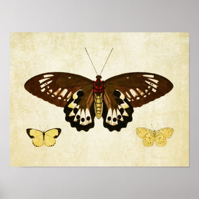 Vintage Butterfly Impressão 124 (Frente)