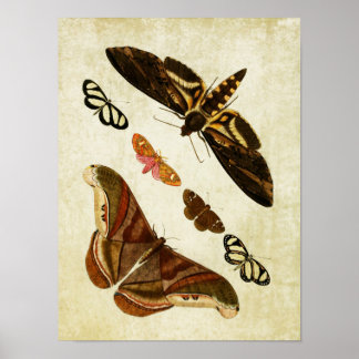 Vintage Butterfly Impressão 126