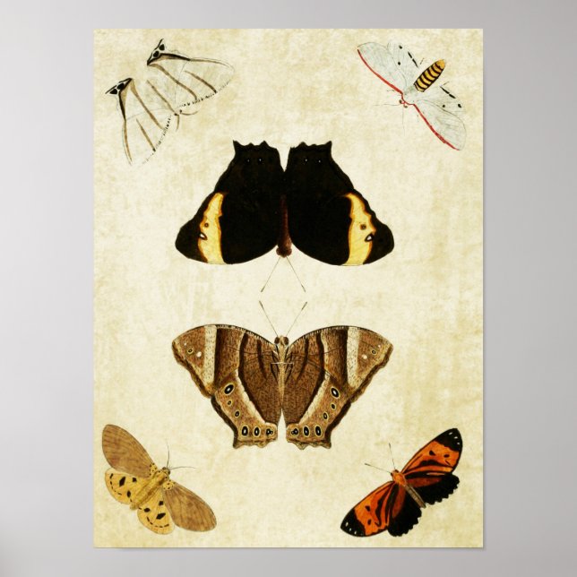 Vintage Butterfly Impressão 133 (Frente)