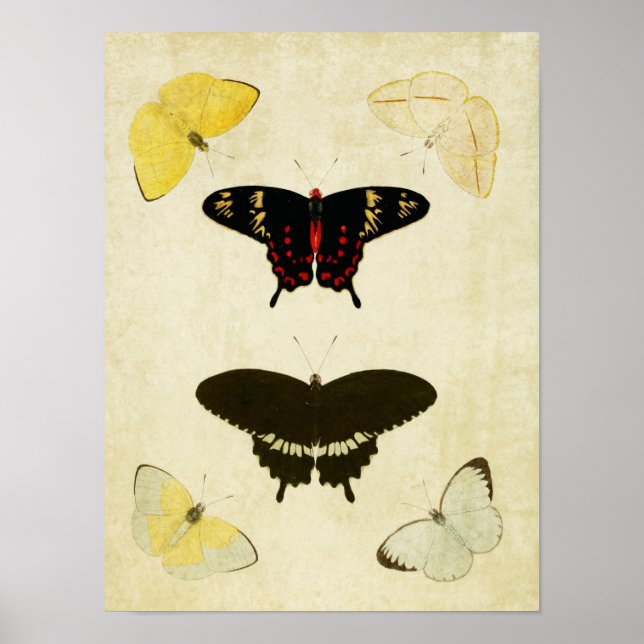 Vintage Butterfly Impressão 141 (Frente)