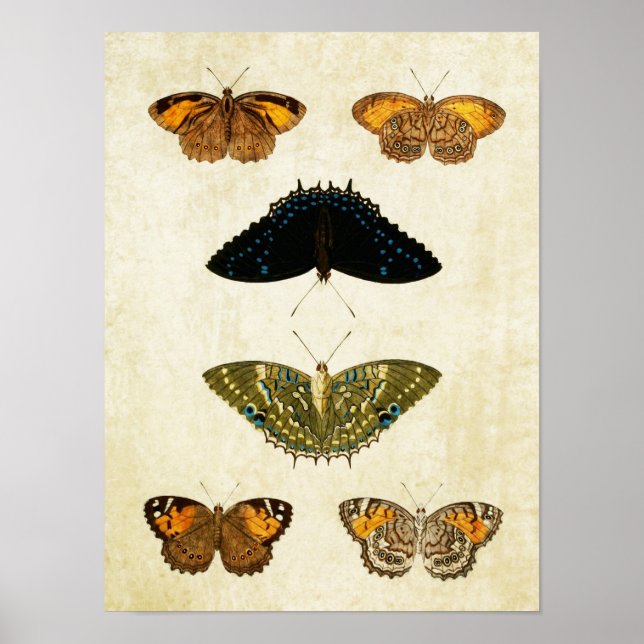 Vintage Butterfly Impressão 161 (Frente)