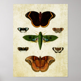 Vintage Butterfly Impressão 184