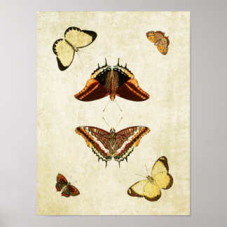 Vintage Butterfly Impressão 186