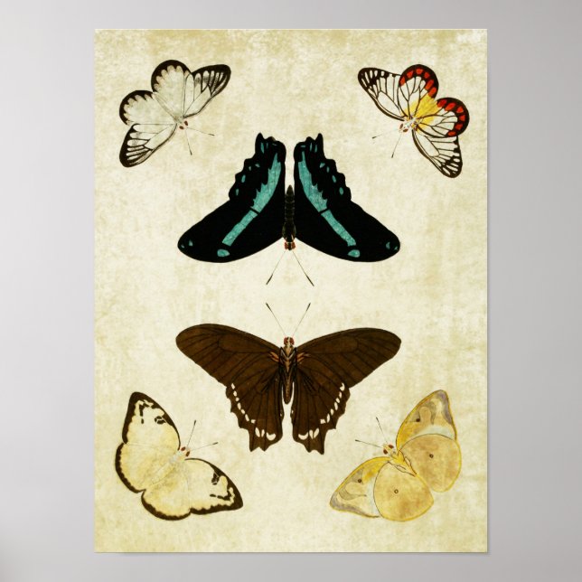 Vintage Butterfly Impressão 187 (Frente)