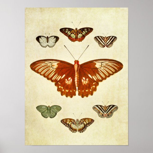 Vintage Butterfly Impressão 194 (Frente)