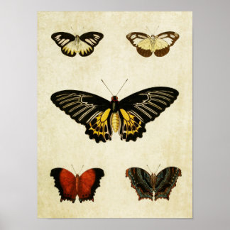 Vintage Butterfly Impressão 195