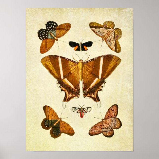 Vintage Butterfly Impressão 198 (Frente)