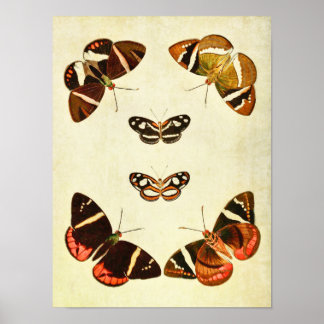 Vintage Butterfly Impressão 223