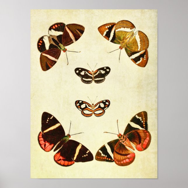 Vintage Butterfly Impressão 223 (Frente)