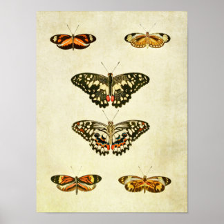 Vintage Butterfly Impressão 232