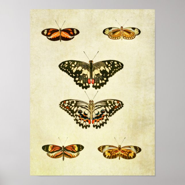 Vintage Butterfly Impressão 232 (Frente)