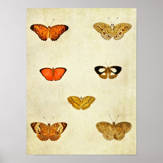Vintage Butterfly Impressão 238 (Frente)