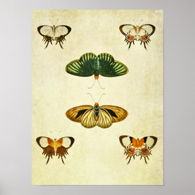 Vintage Butterfly Impressão 244 (Frente)
