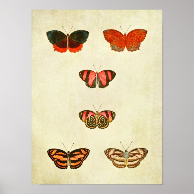 Vintage Butterfly Impressão 256 (Frente)