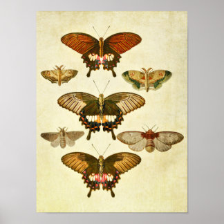 Vintage Butterfly Impressão 265
