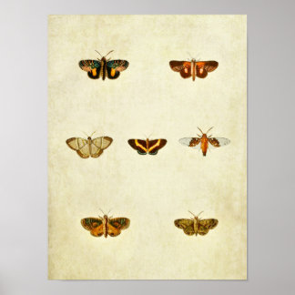 Vintage Butterfly Impressão 276