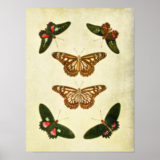 Vintage Butterfly Impressão 279