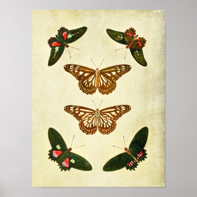 Vintage Butterfly Impressão 279 (Frente)