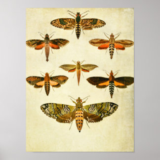 Vintage Butterfly Impressão 301